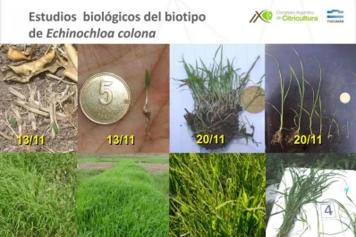 Proponen técnicas de manejo cultural para luchar contra las malezas en los citrus