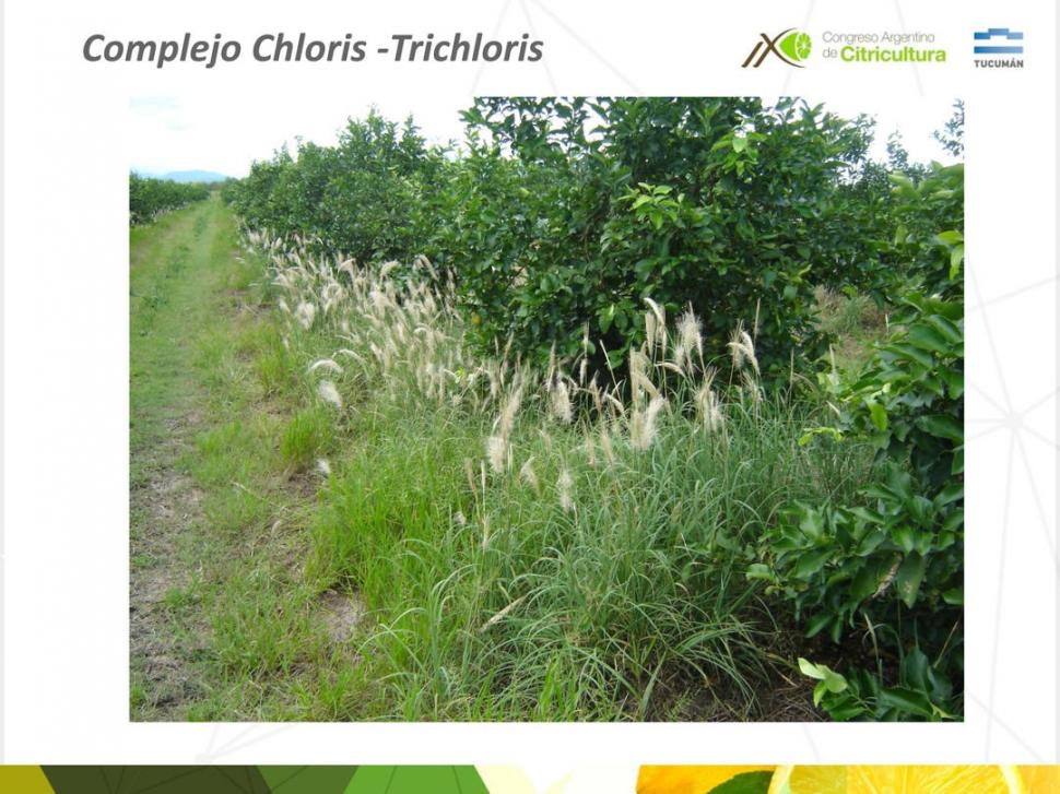 PARA ELIMINAR. La imagen superior muestra ataque del Complejo Chloris - Trichloris en un campo citrícola.