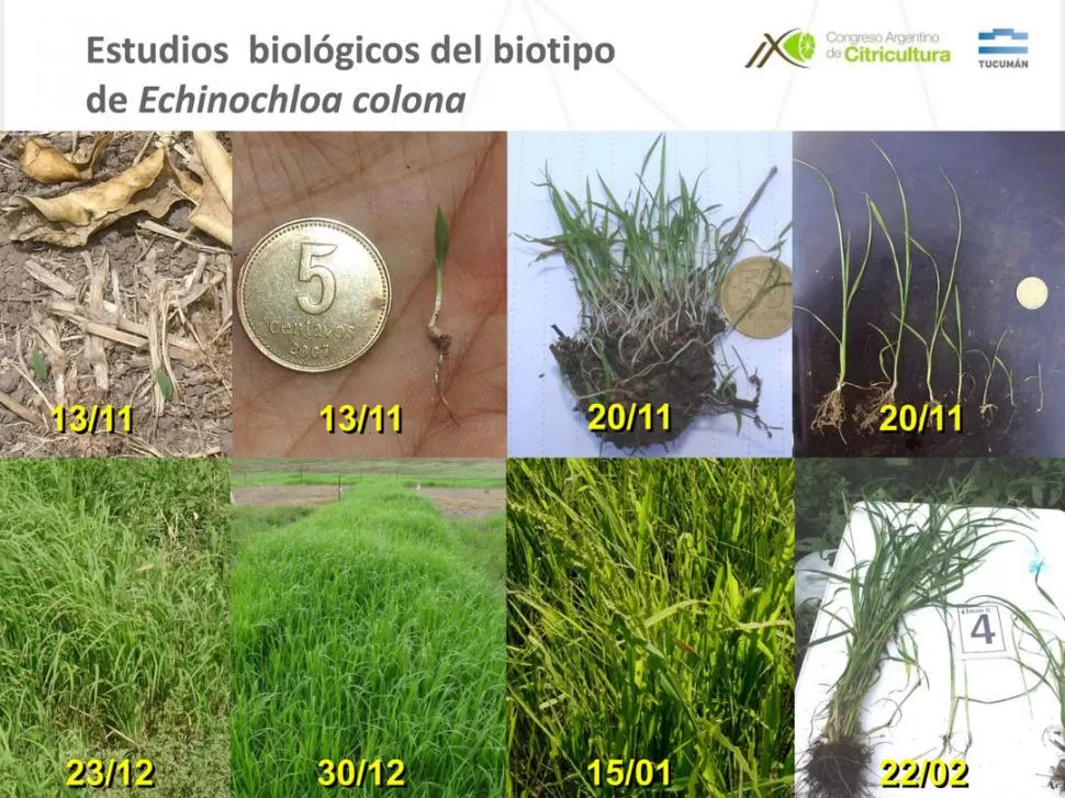 TUCUMÁN. Las imágenes superiores muestran las distintas etapas en la evolución del biotipo Echinochloa colona. 