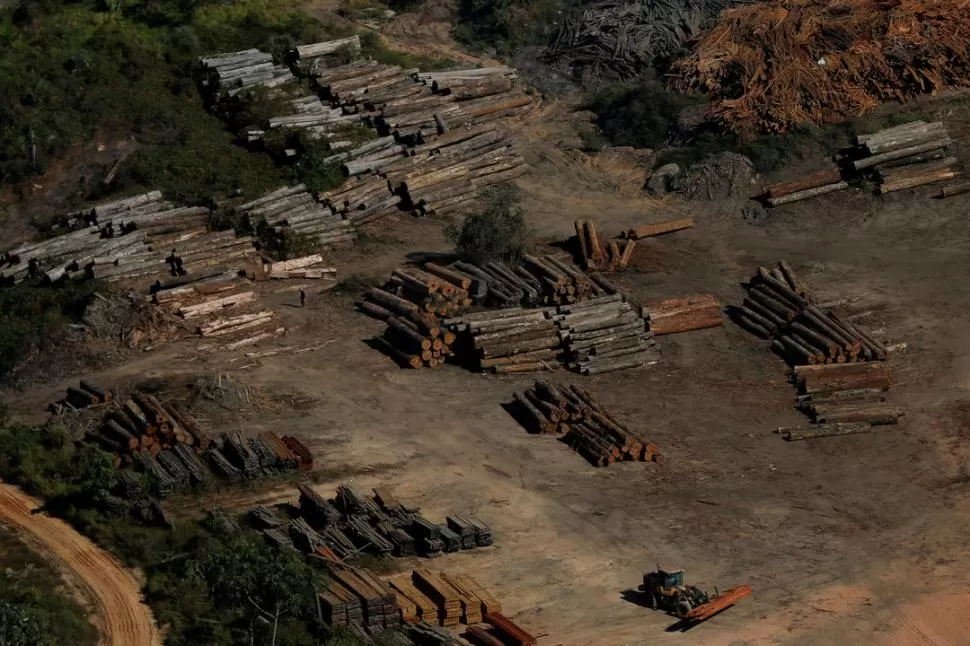 TALA. Los troncos de árbol se apilan para ser retirados por las empresas madereras, en la zona de Apui.  REUTERS 