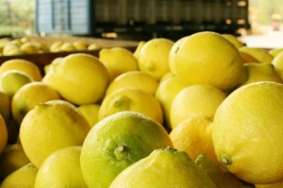 Afinoa habilitó otra modalidad en el pago de aranceles para el movimiento de fruta fresca cítrica