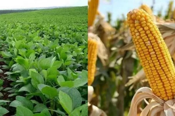 Rotando lotes se garantizan los ciclos de los nutrientes