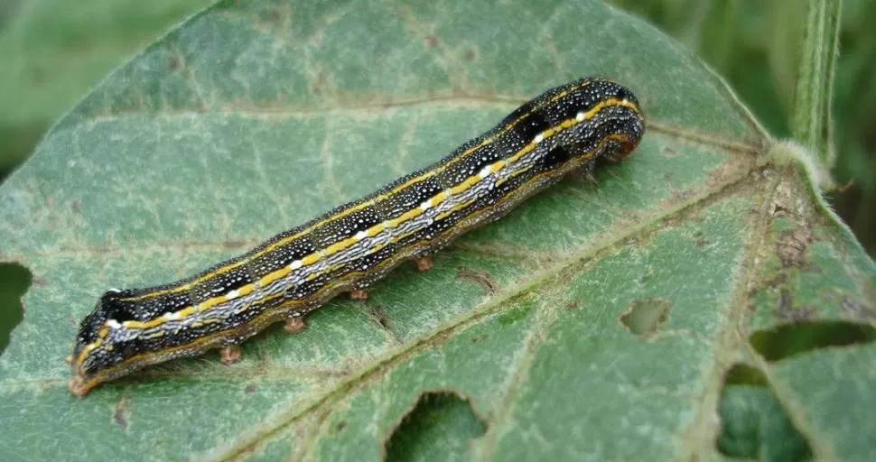 UNA ORUGA MUY DAÑINA. La especie más abundante en la tecnología Intacta fue Spodoptera cosmiodes. LA GACETA 