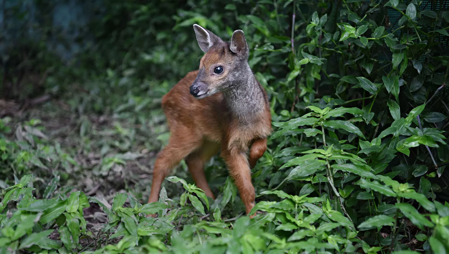 Reserva de Horco Molle