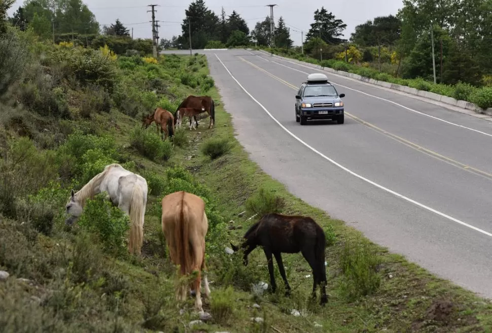 PELIGRO CONSTANTE. Esta es una imagen cotidiana en la ruta 307, que va a los Valles, con animales pastando en la banquina y que cruzan la ruta. LA GACETA / FOTOS DE OSVALDO RIPOLL.-