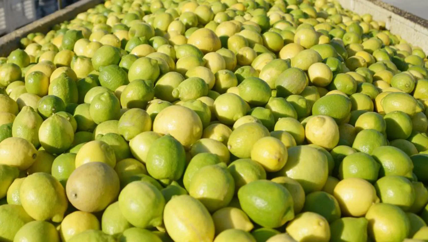 Limones tucumanos