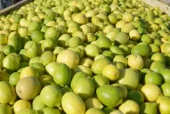 Desde hoy quedan suspendidas por 15 días las exportaciones de limones a la Unión Europea