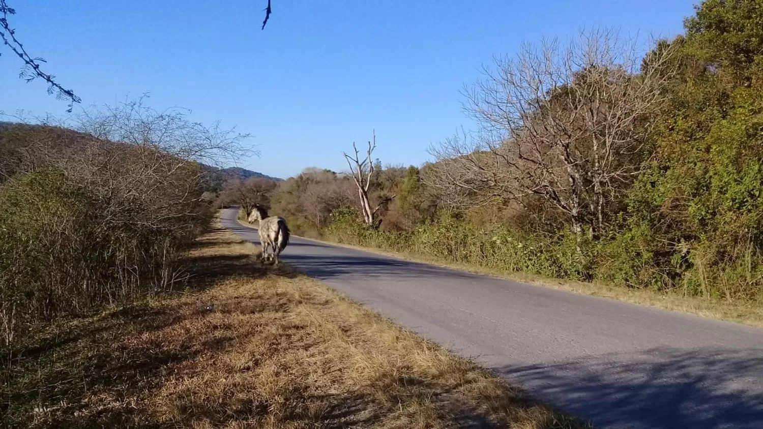 SIN CONTROL. Son repetidas las denuncias por animales sueltos en las rutas tucumanas.