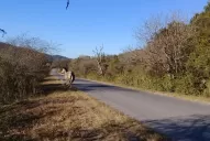 Animales sueltos en la ruta 314: un domingo que pudo tener título de tragedia