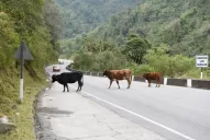 Tres claves para terminar con los animales sueltos en las rutas tucumanas
