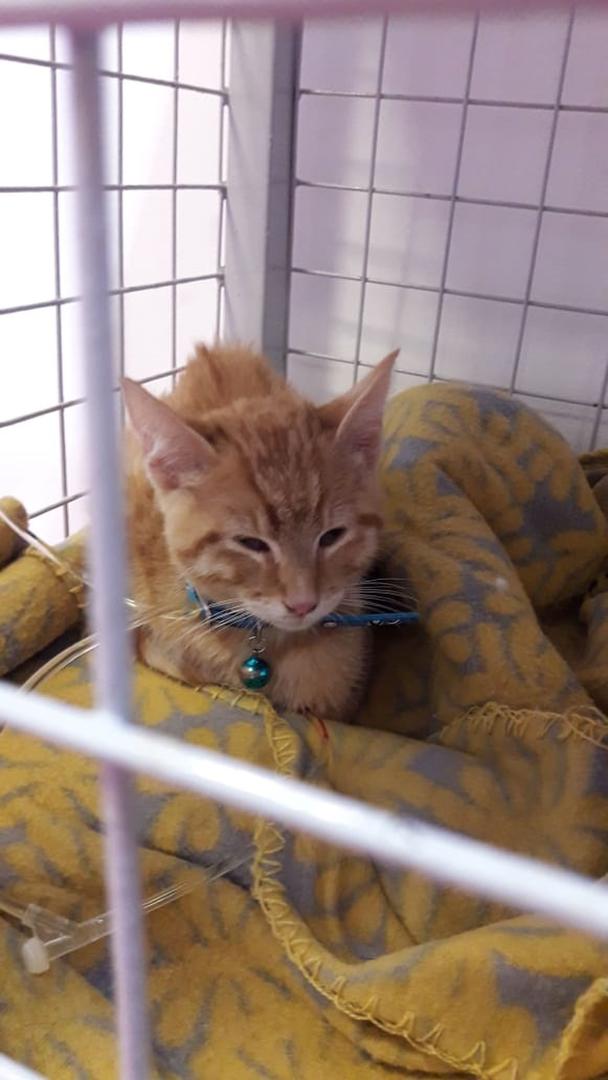 Son cirujanos pediátricos y ayudan a operar mascotas que tienen graves enfermedades