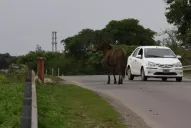 Los animales sueltos ocupan el tercer lugar en el ranking de riesgos viales