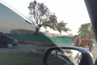 Los animales sueltos llegaron también a la avenida Perón, en Yerba Buena