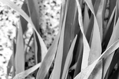 El otoño y el invierno húmedos potenciaron la enfermedad