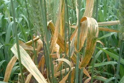 Características que favorecen al patógeno