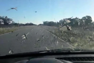 Las langostas atacan en Santiago del Estero y siguen avanzando