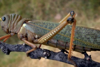 Los productores de Tucumán vigilan las mangas y su evolución