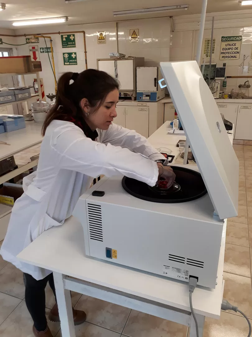 ENSAYOS. La licenciada Fernanda Acuña en plena labor en el laboratorio, trabajando con moderno equipamiento. 