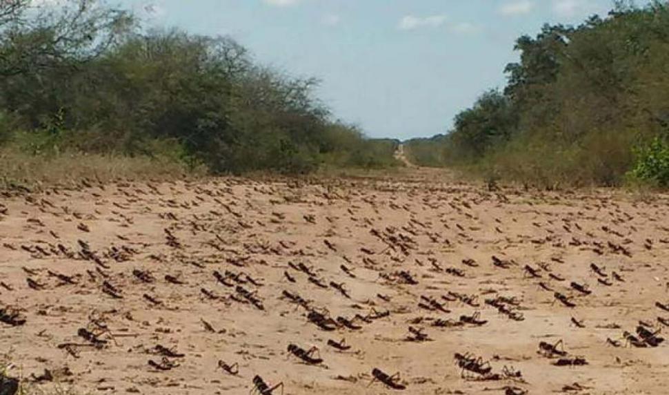 DE PASEO. Las langostas se mueven en busca de comida y para oviponer. 