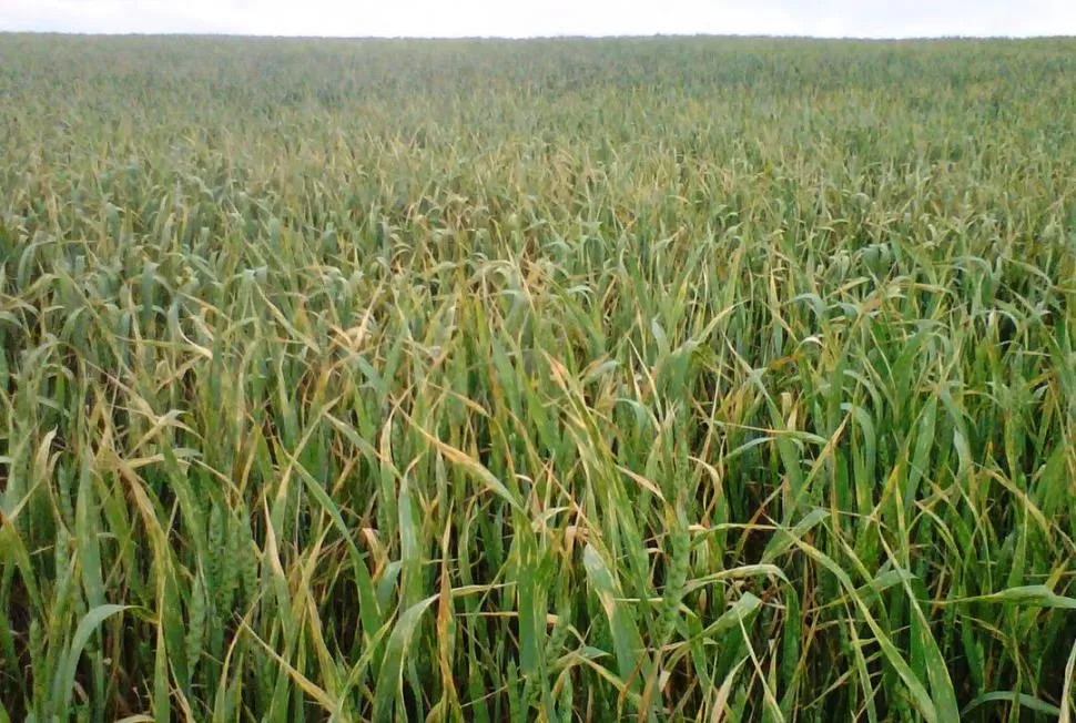 IMPACTO EN EL CAMPO. A simple vista pueden observarse los cambios de coloración, de verde (sana) a amarrillo (enferma), cuando los cultivos de trigo de cualquier variedad son atacados por la “roya amarilla o estriada”. 