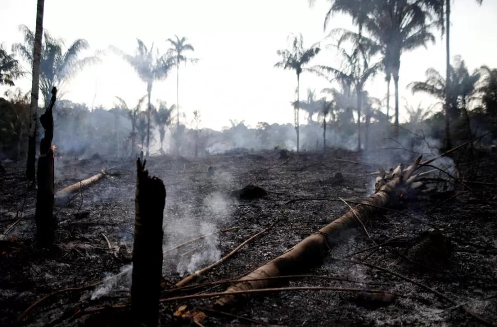 TIEMPO. El bosque arrasado por el fuego puede demorar décadas en recuperarse, o puede no hacerlo nunca. REUTERS