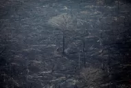 Bomberos voluntarios de Tucumán se ofrecieron para combatir el fuego en la Amazonia