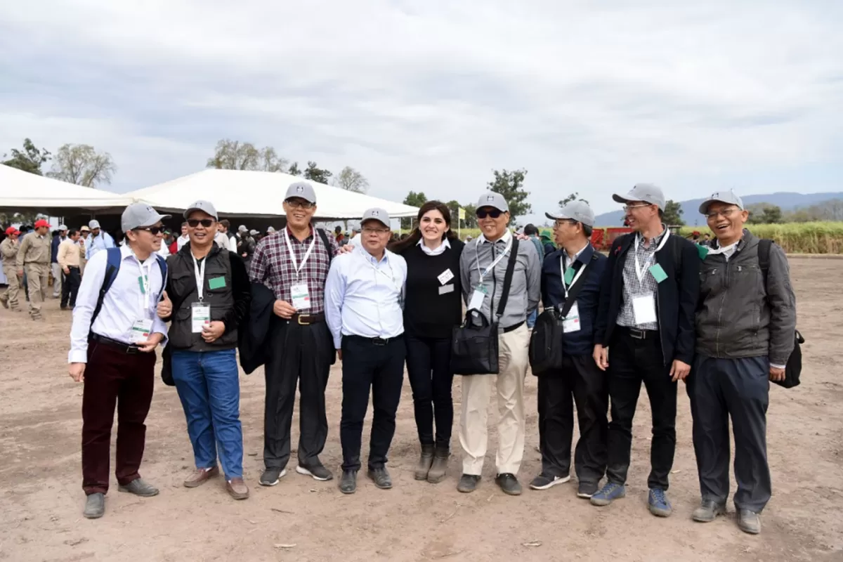 En inglés todos hablan de la sugar cane