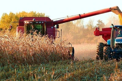 La trilla de maíz en Tucumán arrojó resultados irregulares, diferentes a los que fueron proyectados