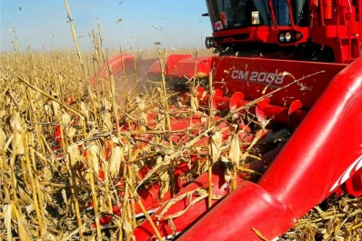 El momento político impacta sobre el maíz