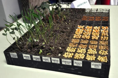 Sugieren qué análisis hacer en semillas para la nueva siembra