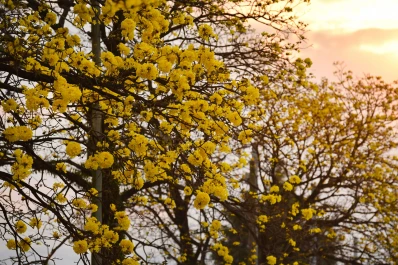 Cómo identificar los tipos de árboles en la ciudad