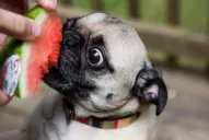 Los vegetales son buenos para las mascotas, pero hay que ser cuidadoso