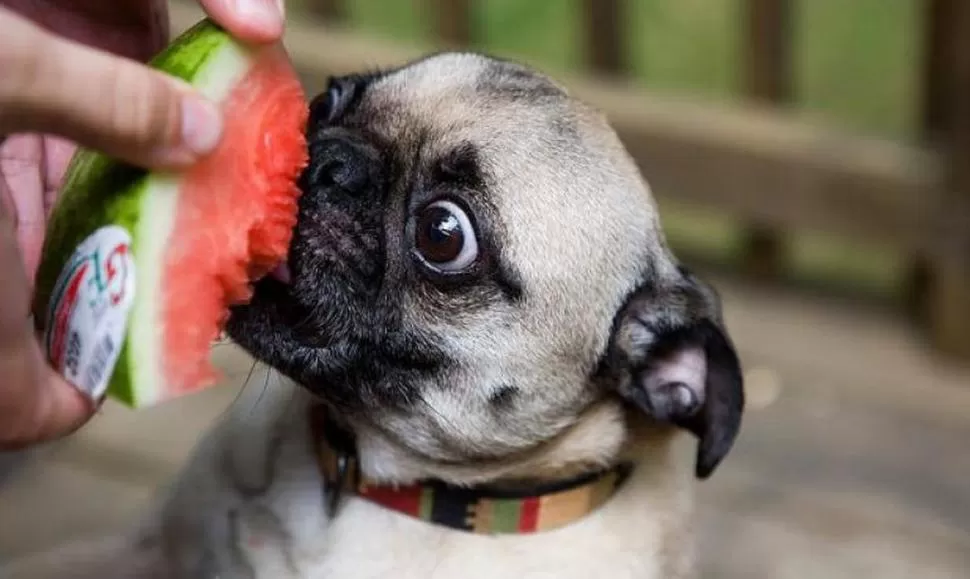 ¿LOS PERROS PUEDEN COMER SANDÍA? Sí, y en tiempos de calor, es una de las frutas más saludables para ellos. 