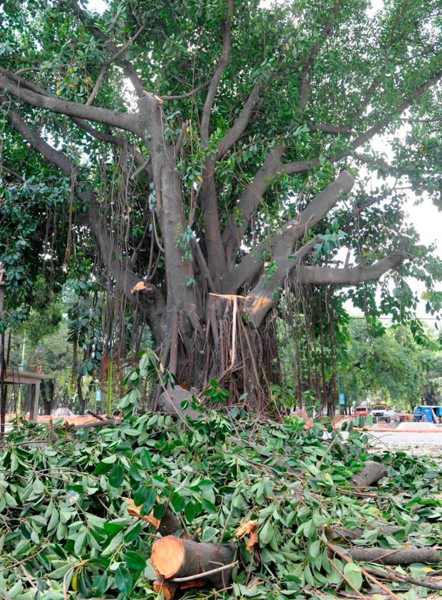 ANTES. No es la primera vez que intentan podar el árbol; la última denuncia registrada es de 2016.