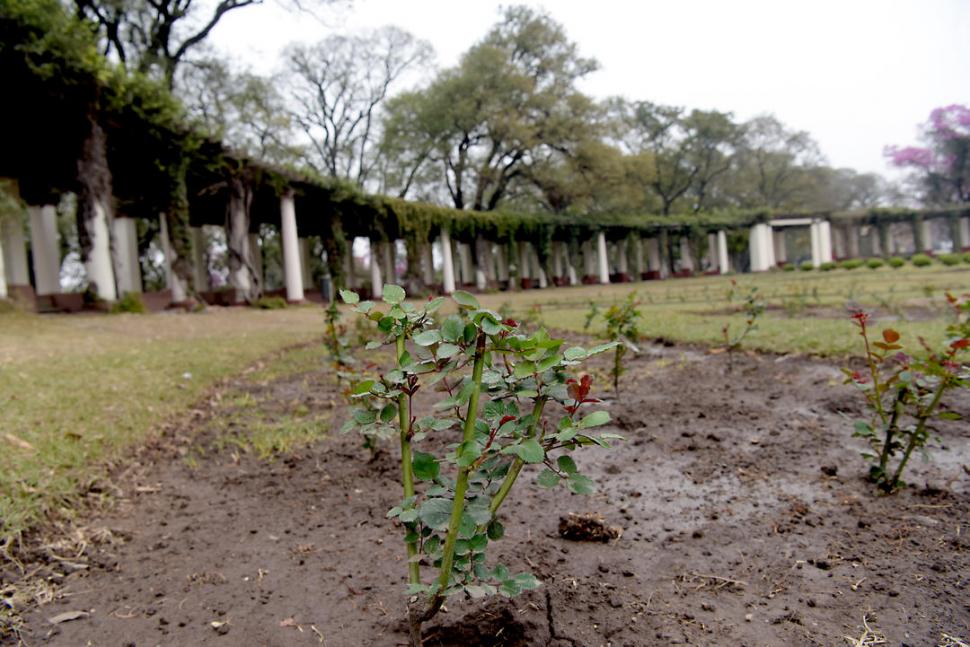 DAÑOS. Un rosal aparece con los tallos cortados por vándalos. 