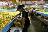 Rige el plazo para inscribir lotes cítricos de exportación