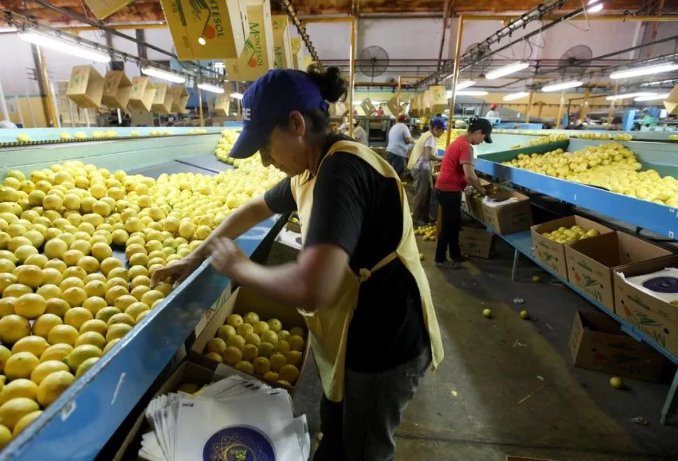 DESTINOS. Los cítricos seguirán llegando a diferentes mercados.  