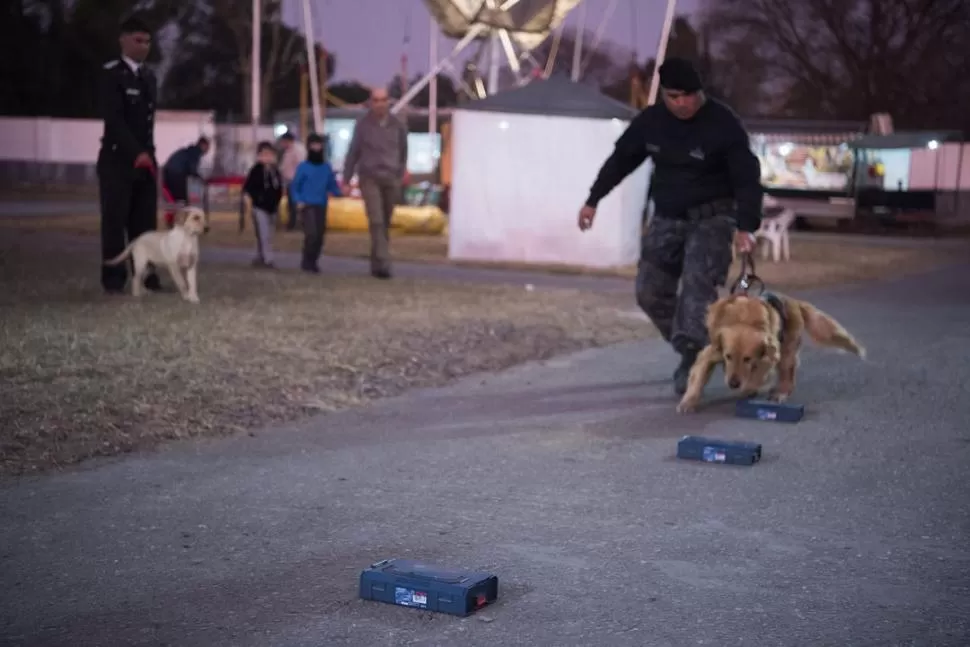 EN ACCIÓN. Los perros y sus adiestradores hacen una demostración. 