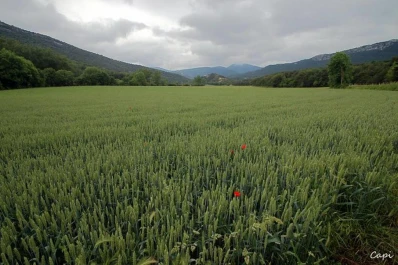 El desafío es proteger el suelo en invierno