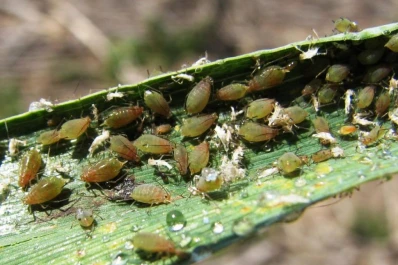 Fuertes ataques del complejo de pulgones