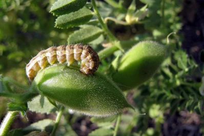 La “oruga bolillera” exige monitorear las plantas de garbanzo