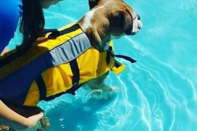 Terapias en mascotas: todo para la rehabilitación