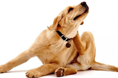 Mitos y verdades sobre las pulgas