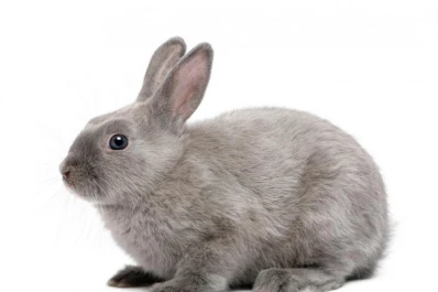 Animales de compañía: de paseo por el acuario