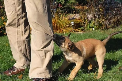 Qué hacer si tus mascotas se portan mal con las visitas