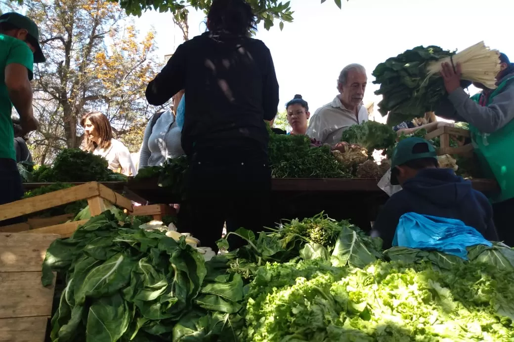 VERDE Y FRESCA. La lechuga, uno de los productos más buscado