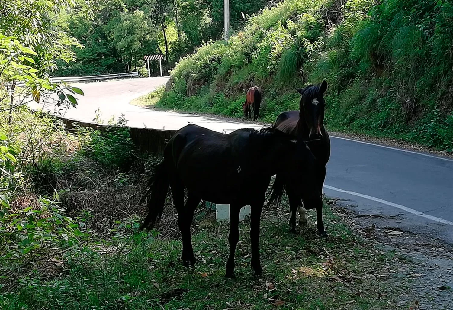 ADVERTENCIA. Un conductor alertó a los demás automovilistas sobre la presencia de estos animales.