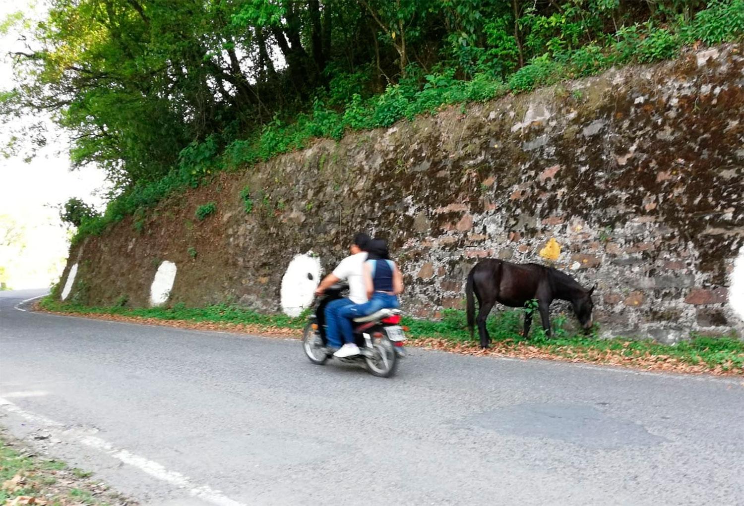 Advierten sobre la presencia de animales sueltos en la ruta que conduce a San Javier