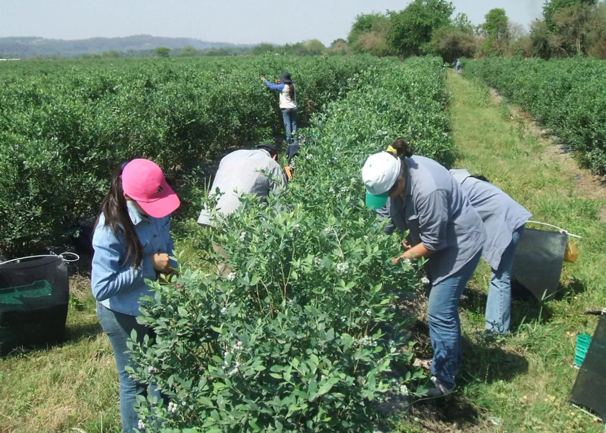 SALUDABLE. Buscan que aumente el consumo de arándano entre escolares. 