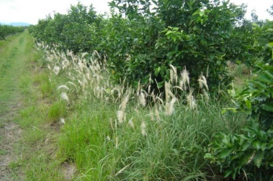 Manejo cultural: la Eeaoc capacitará en el control de malezas en cítricos